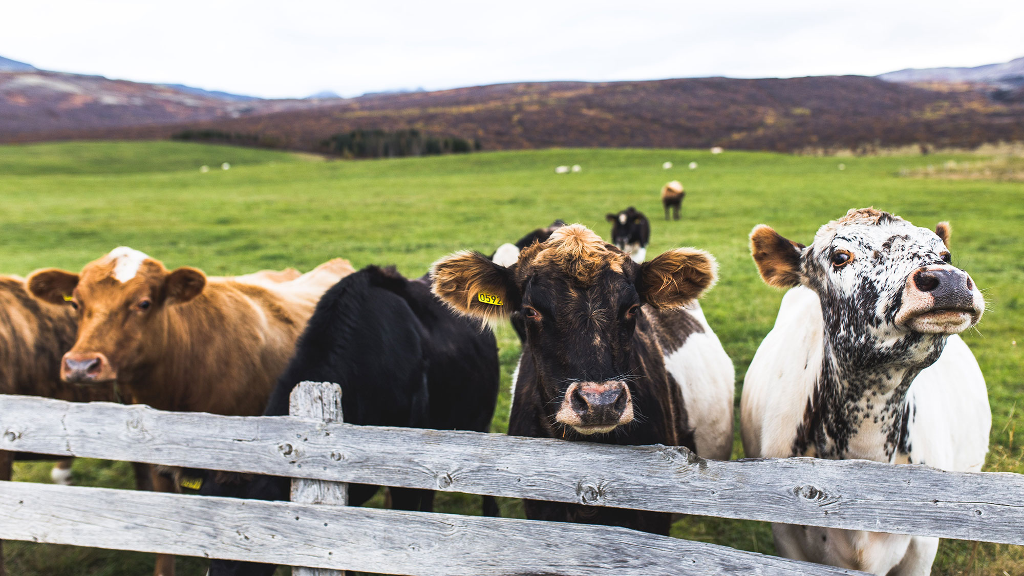 Indemnisation des producteurs laitiers suite à la tuberculose bovine des années 2020 et 2021