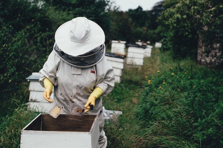 Les abeilles au coeur de l'interdiction de certains pesticides