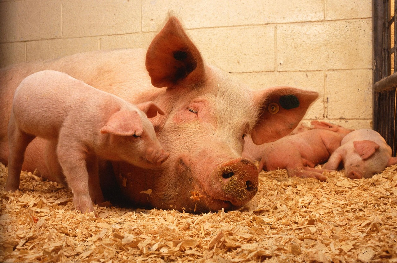 Peste porcine: l’abattage préventif comme absolue nécessité