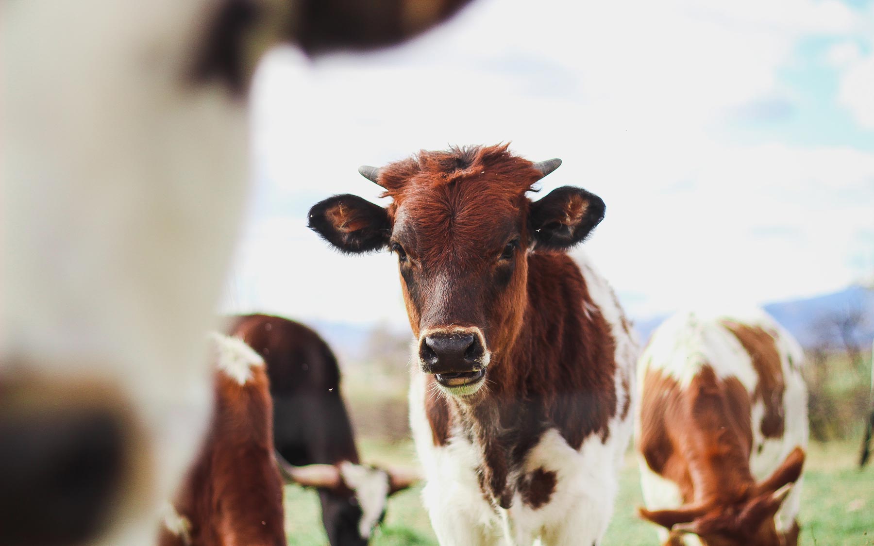 Abattoir de Bastogne : une étape importante est franchie