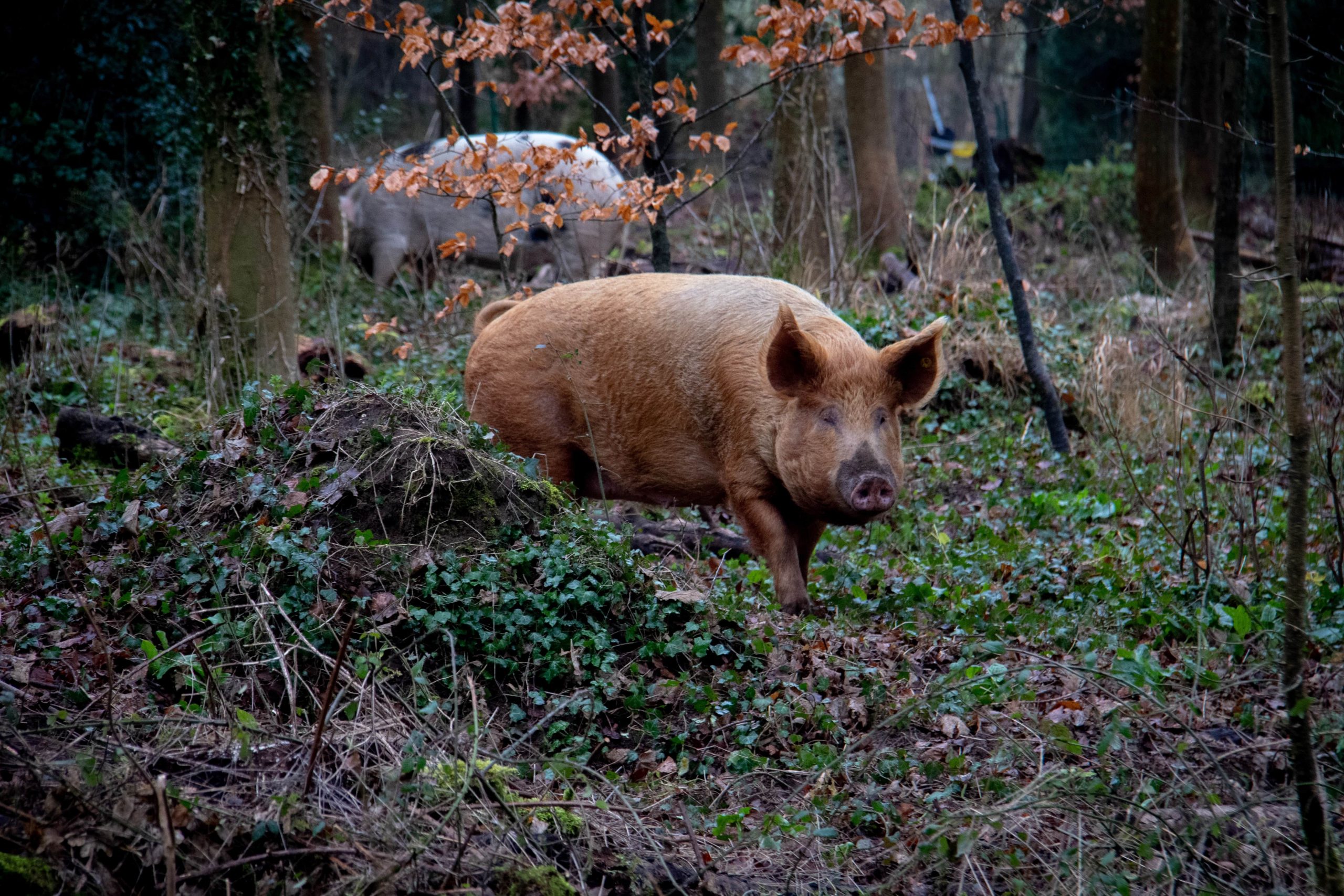 Peste porcine africaine : mesures de sortie de crise 