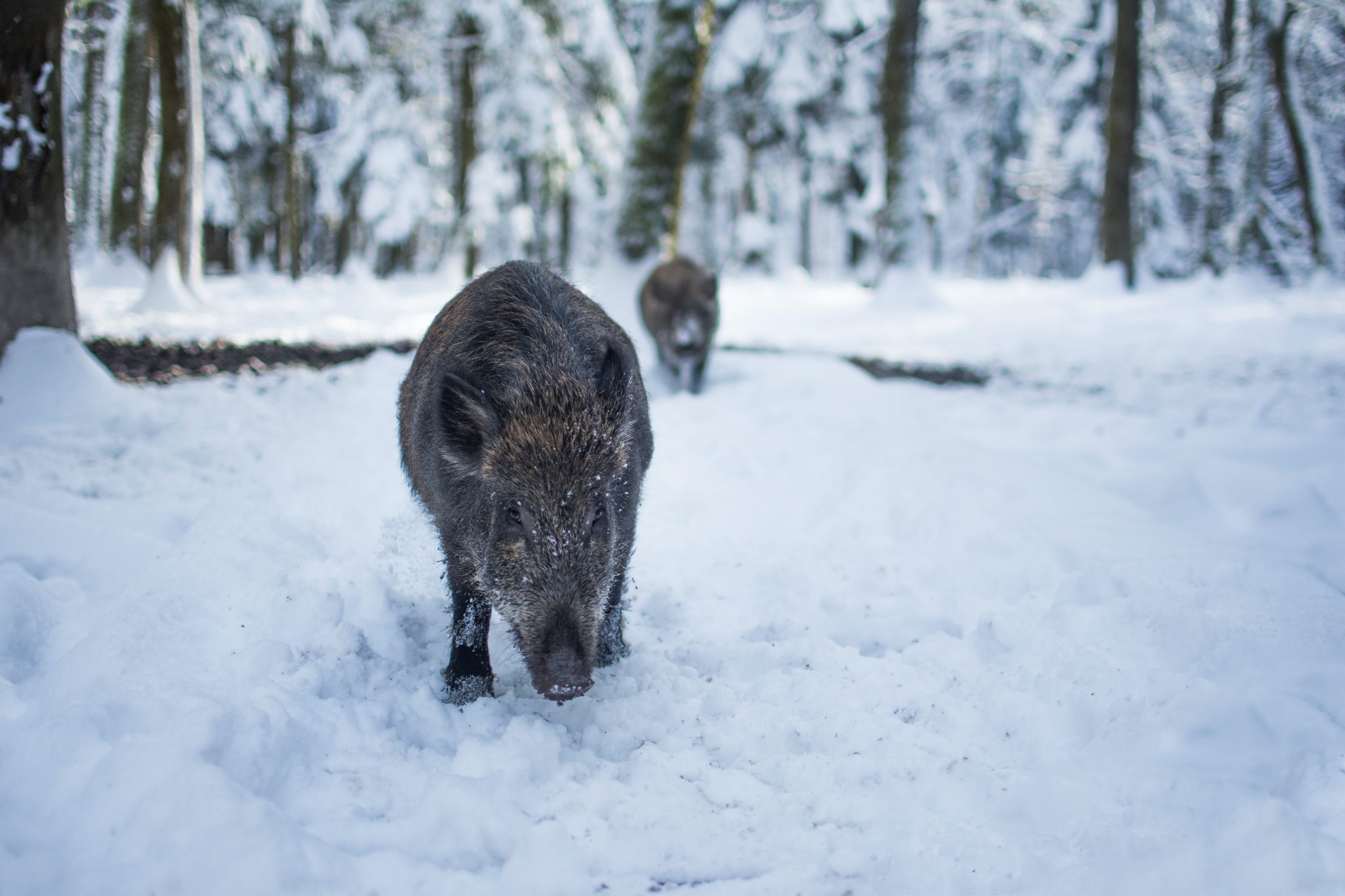 Peste porcine africaine : la Belgique retrouve son statut indemne