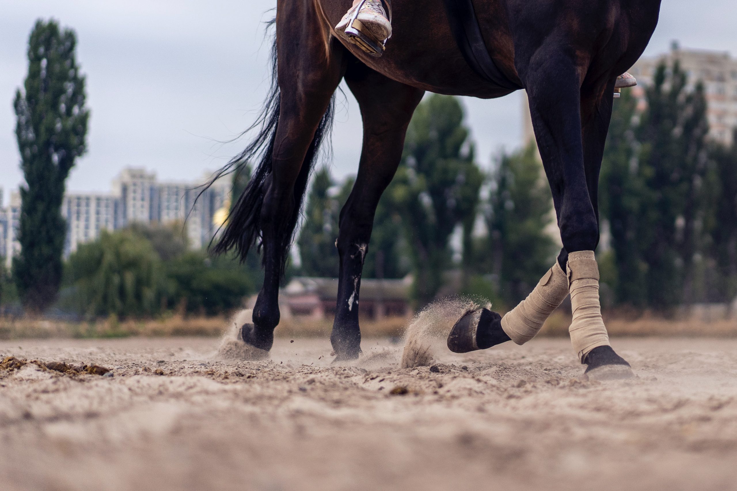 Hippodrome de Wallonie : les pouvoirs publics passent la main au privé pour créer un écosystème hippique