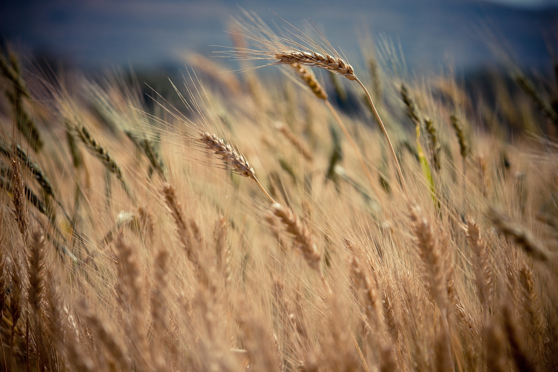 Agriculture : le MR salue les avancées mais l’Europe doit aller plus loin