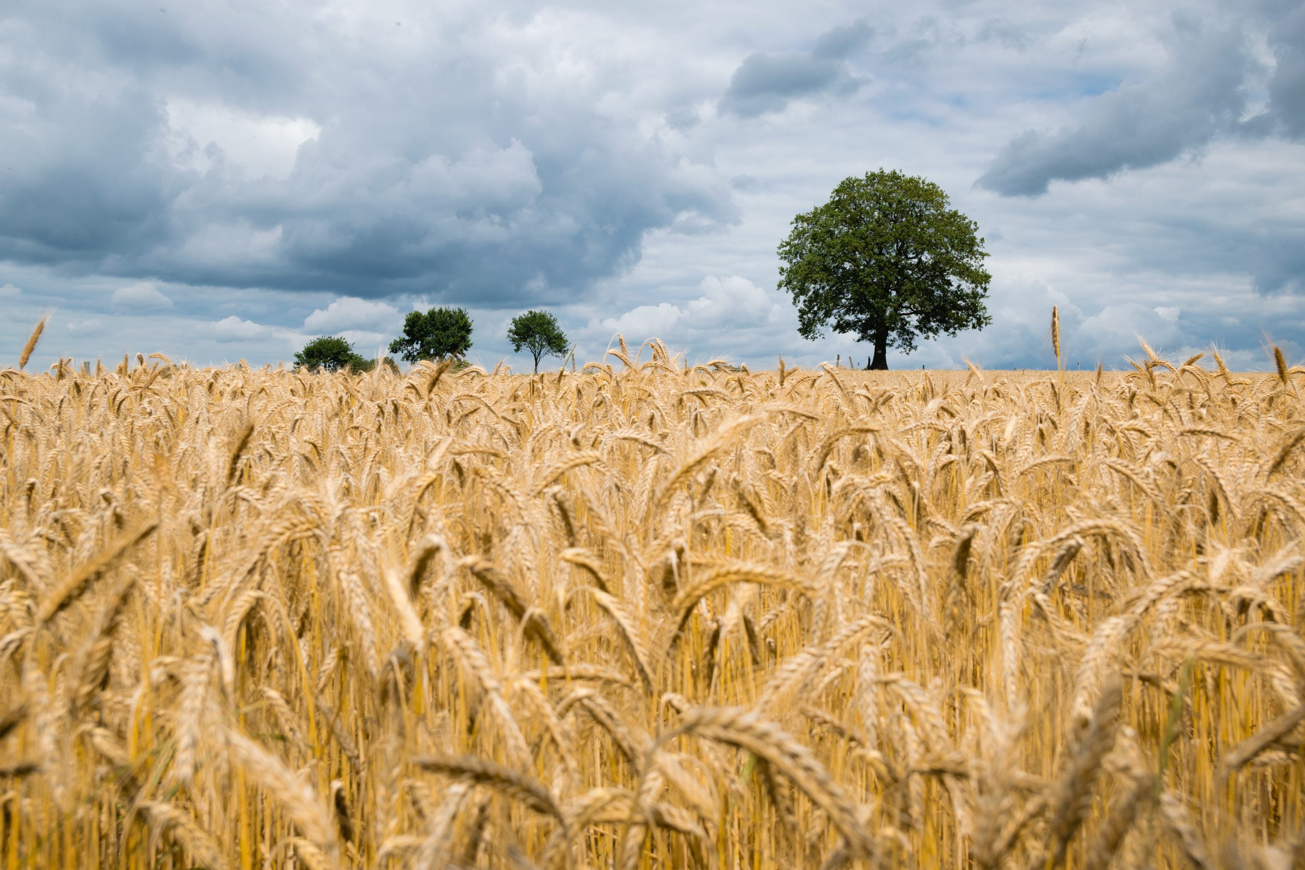 David Clarinval demande à l’Union européenne des règles du jeu équitables dans tous ses accords commerciaux et qu’une attention très particulière soit accordée à l’agriculture