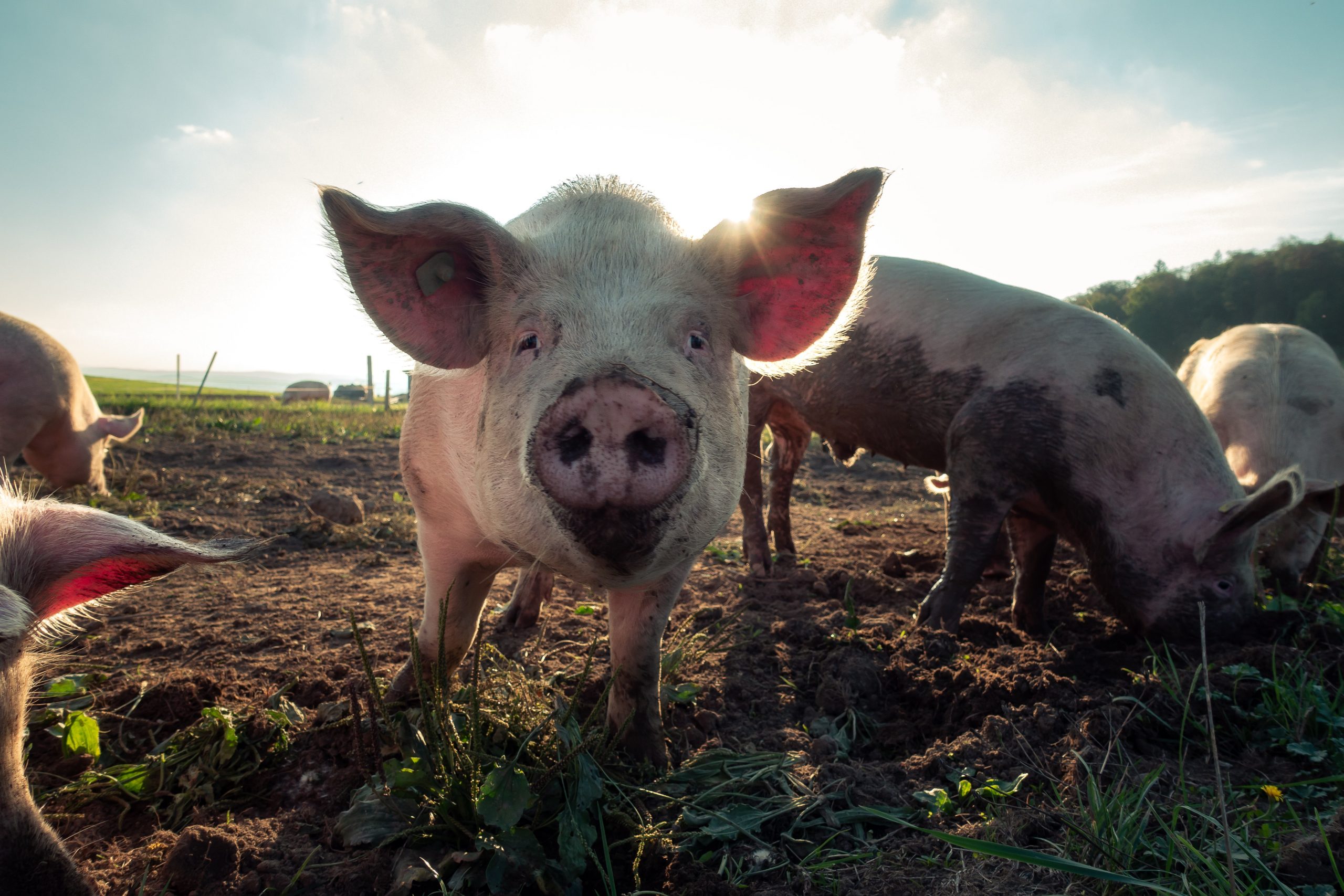 Le Ministre fédéral de l’Agriculture, David Clarinval, présente au Parlement sa proposition pour venir en aide à la filière porcine