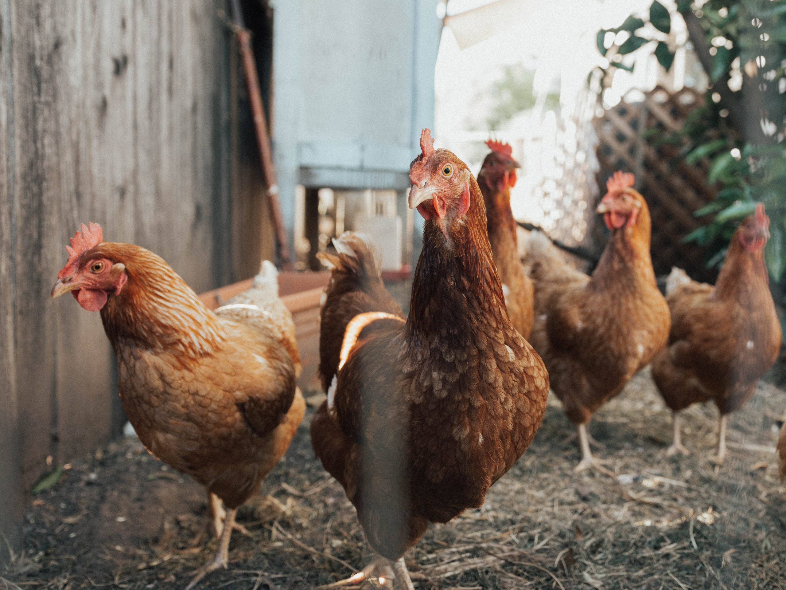 Grippe aviaire H5 – L’évolution favorable de la situation sanitaire permet un assouplissement progressif des mesures