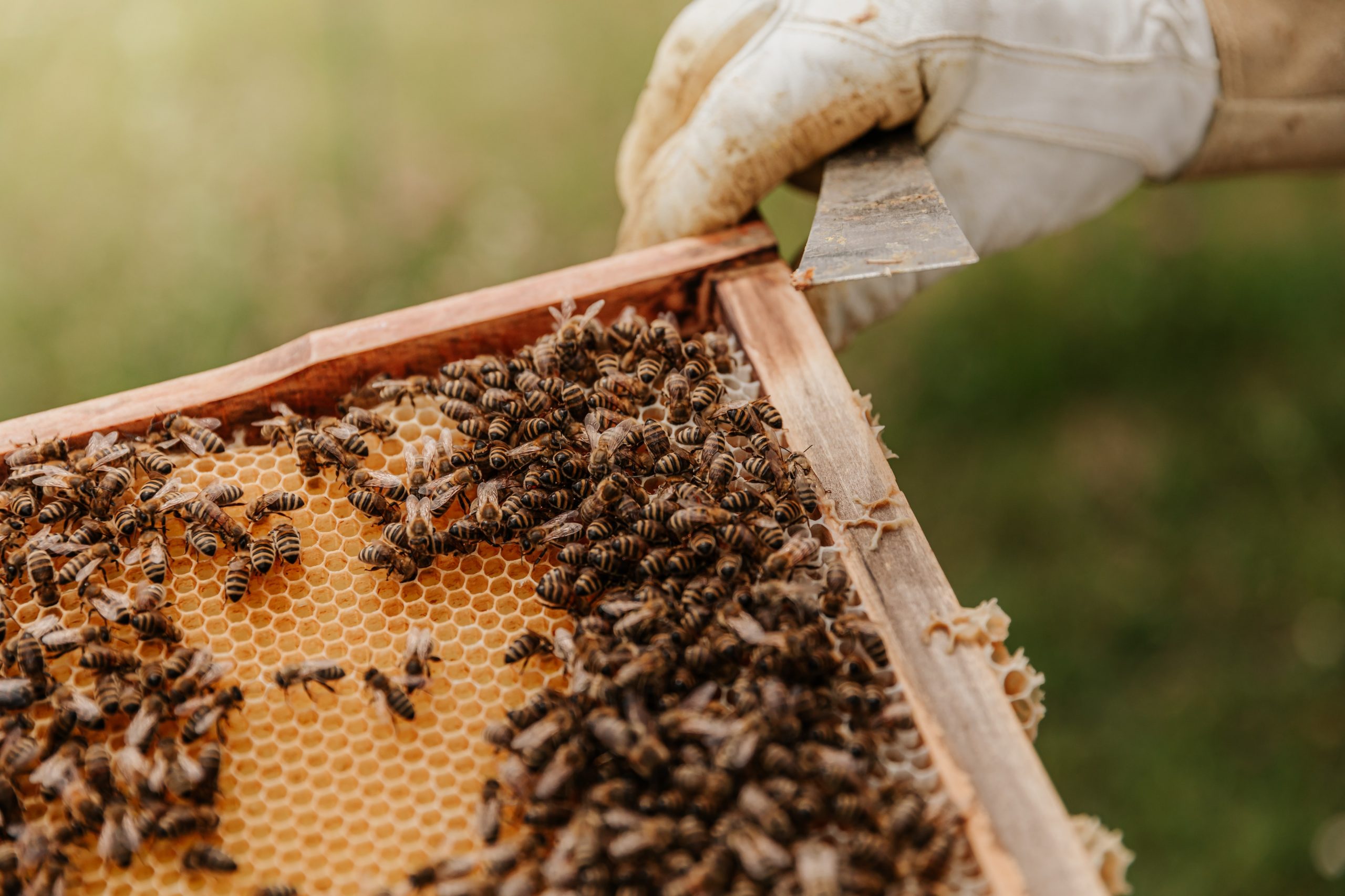 Journée mondiale des abeilles : moyens renforcés pour l’apiculture