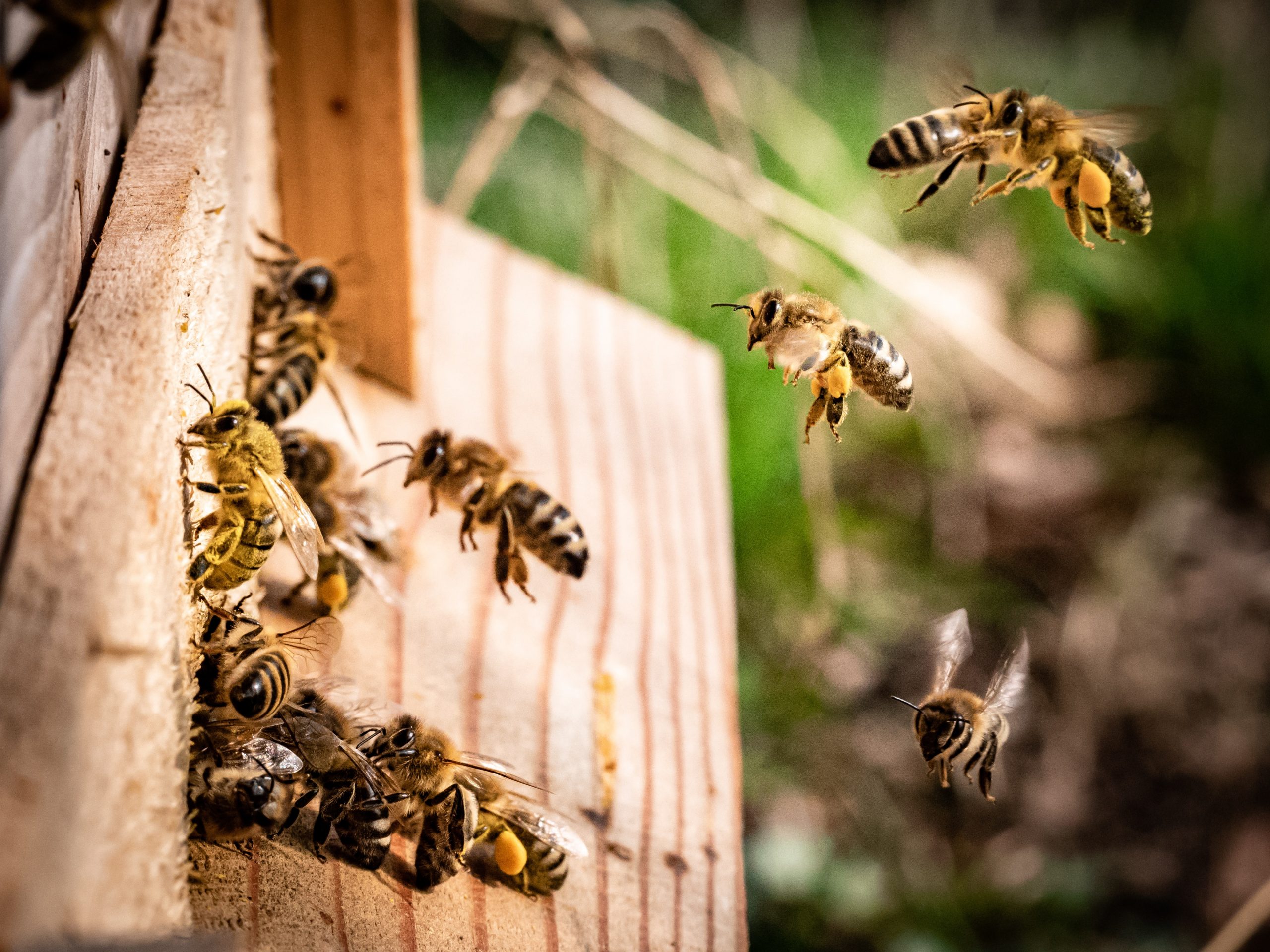 Protection des abeilles : David Clarinval défend au niveau européen une position commune ambitieuse des Régions et du fédéral