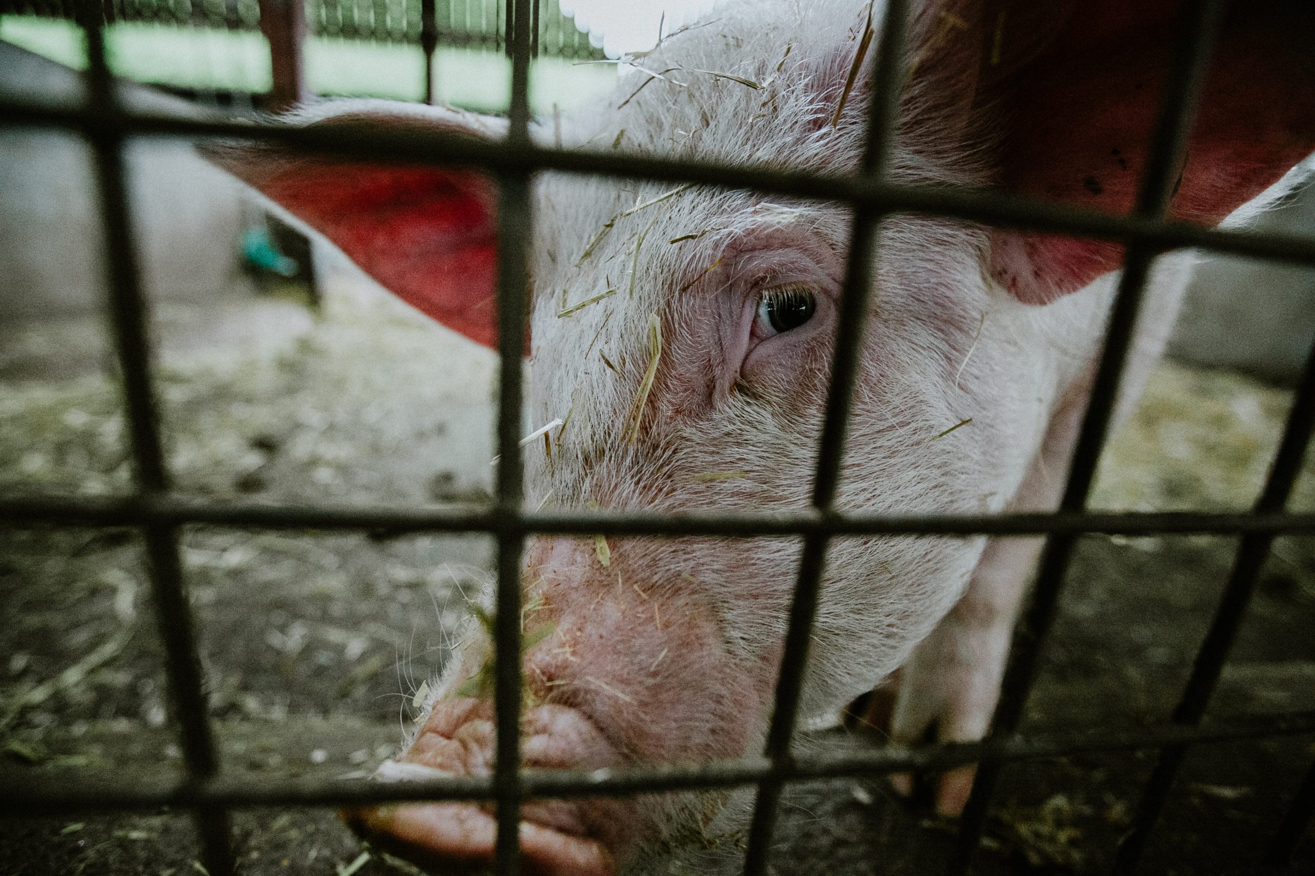 L’abattoir de Charleroi ne pourra pas être prolongé