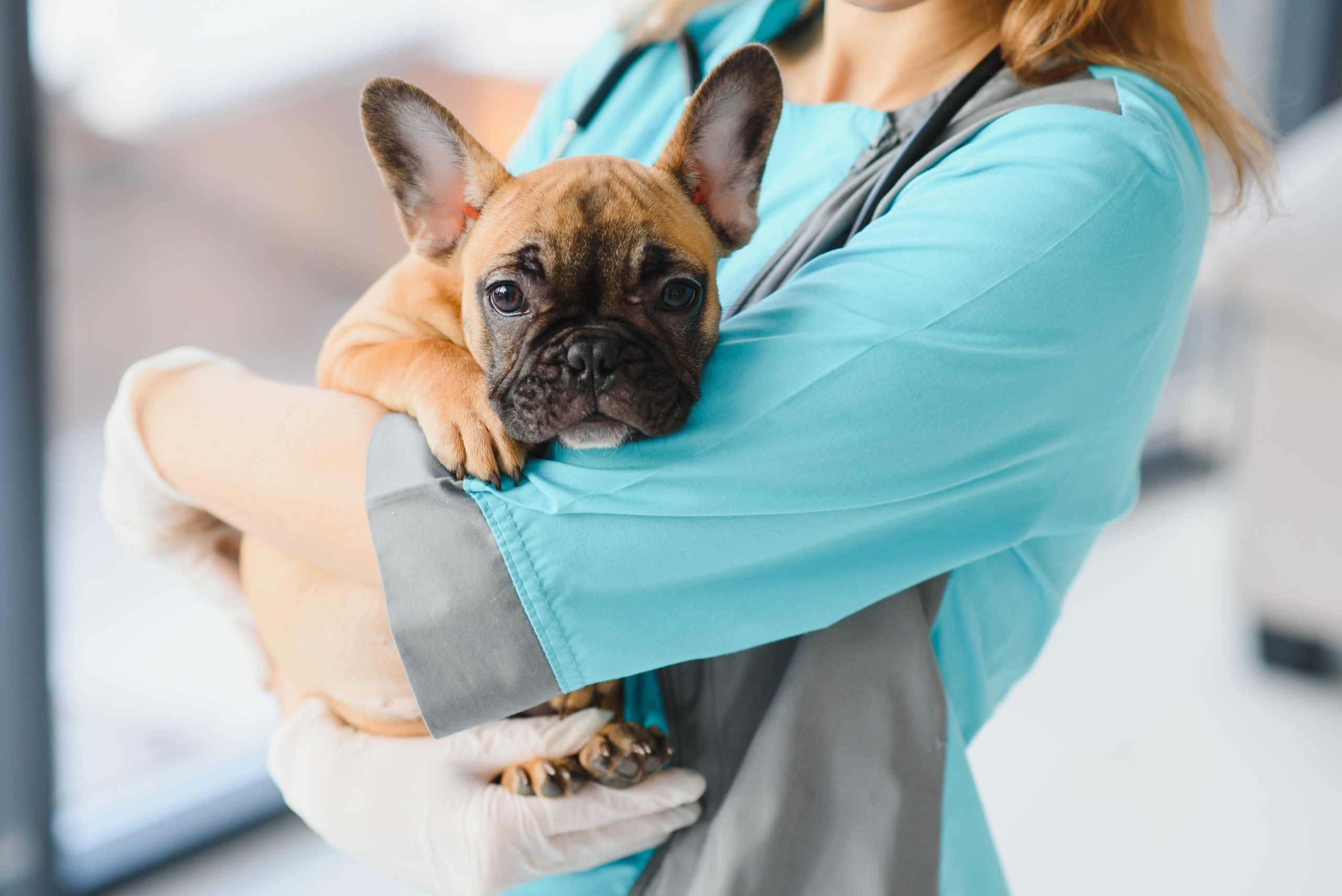 Les vétérinaires sous statut d’indépendant de l’AFSCA bénéficieront d’une revalorisation salariale à partir du 1er avril 2022