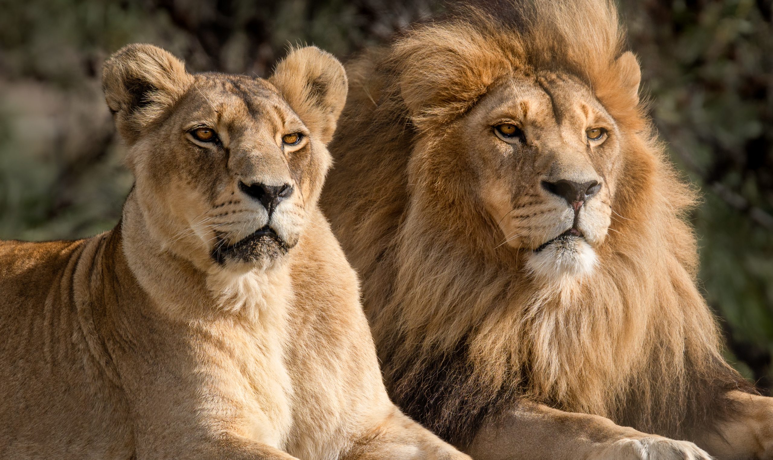 David Clarinval et l’AFSCA accordent un permis d’importation pour deux lions ukrainiens
